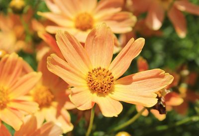 Close-up of pink flower