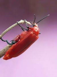 Close-up of insect on red leaf