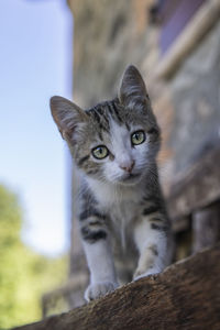 Close-up portrait of cat