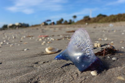Close-up of shell on sand