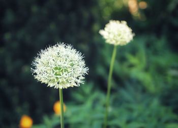 Close-up of white dandelion flower on field