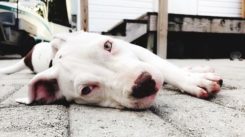 Close-up portrait of dog lying down