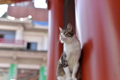 Cat relaxing by red temple