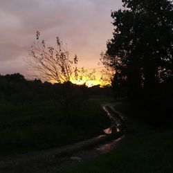 Silhouette trees on field against sky during sunset