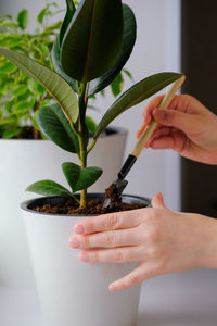 Close-up of hand holding flower pot