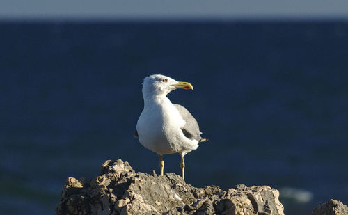 Close-up of seagull perching on rock by sea