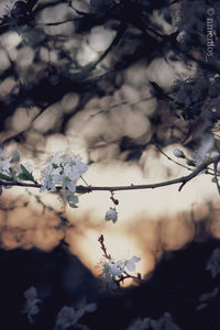 Close-up of cherry blossoms in spring