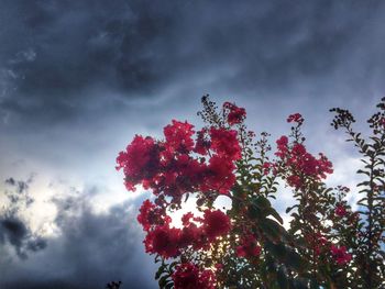 Low angle view of pink flowers against cloudy sky