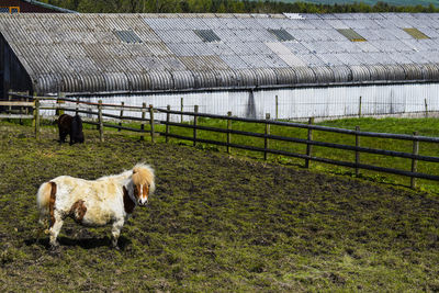 Pony standing in ranch