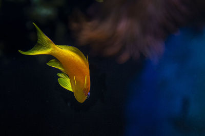 Close-up of fish swimming in sea