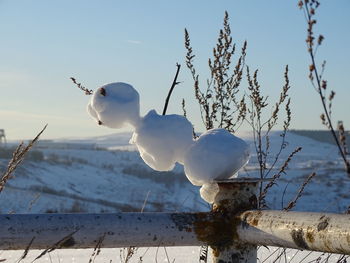 Close-up of snow on plant against sky