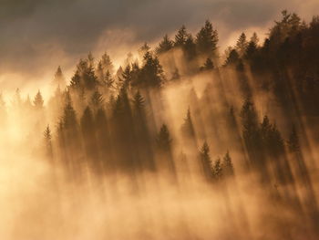 Scenic view of trees against sky during foggy weather