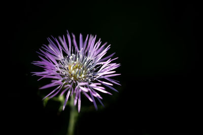 Close-up of purple flower blooming against black background