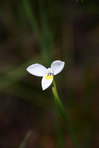 Close-up of white flowering plant