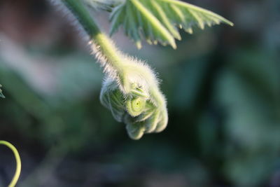 Close up of plant growing stems