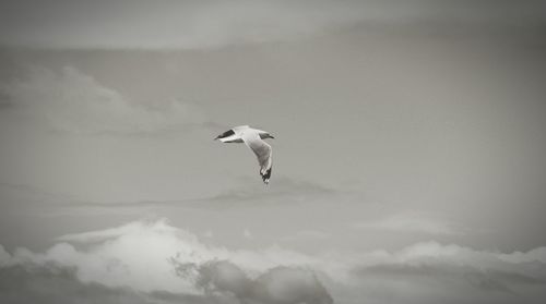 Low angle view of seagull flying in sky