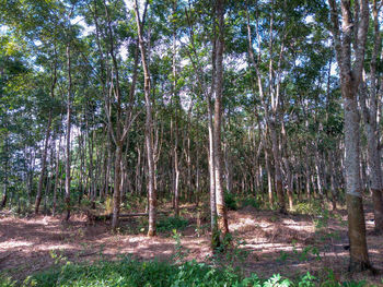 Trees in forest