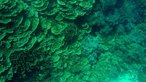 Full frame shot of coral in sea