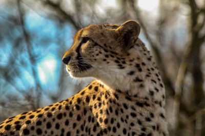 Close-up of a cat looking away