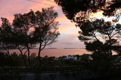 Silhouette of trees at dusk