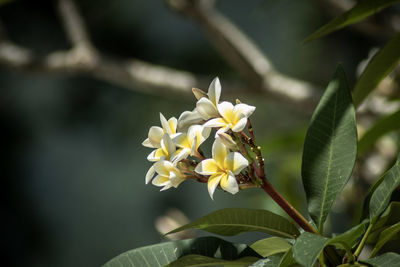 Close-up of white flowering plant