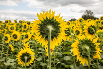 Sunflowers blooming on field against sky