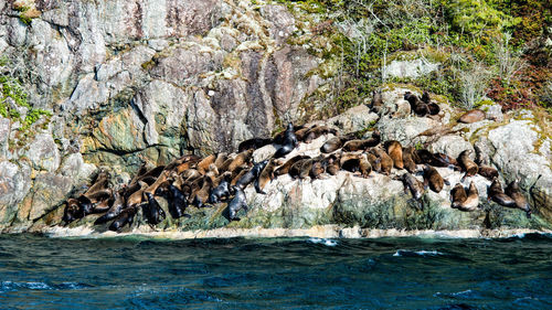 Seals resting on cliff by beach