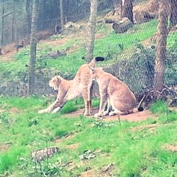 Animals grazing on field