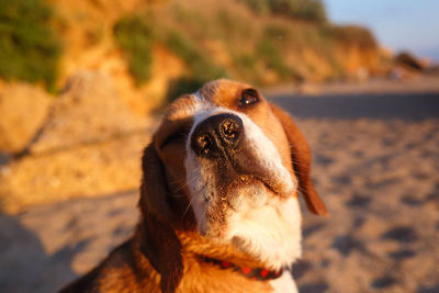 Portrait of dog looking away