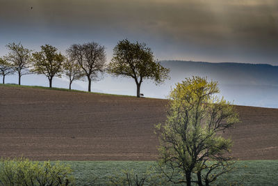 Single tree against sky