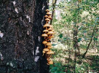 Close-up of fungus on tree trunk