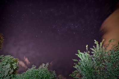 Low angle view of tree against star field