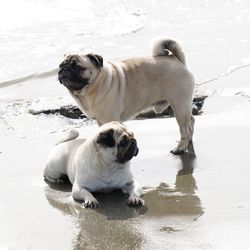 Dogs standing on snow