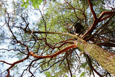 Low angle view of tree in forest