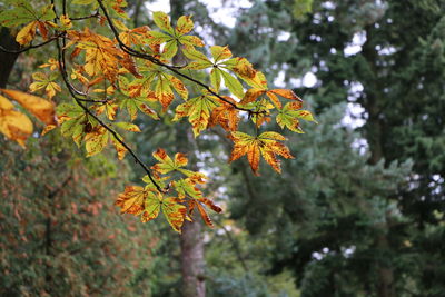 Close-up of tree branch