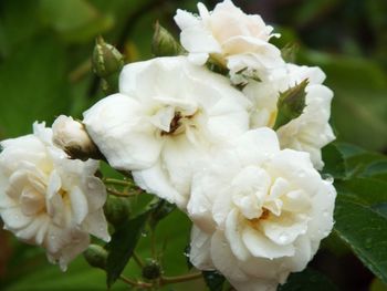 Close-up of white flowers blooming outdoors