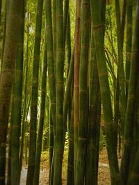 Full frame shot of bamboo trees in forest