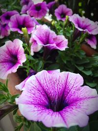 Close-up of pink flowers