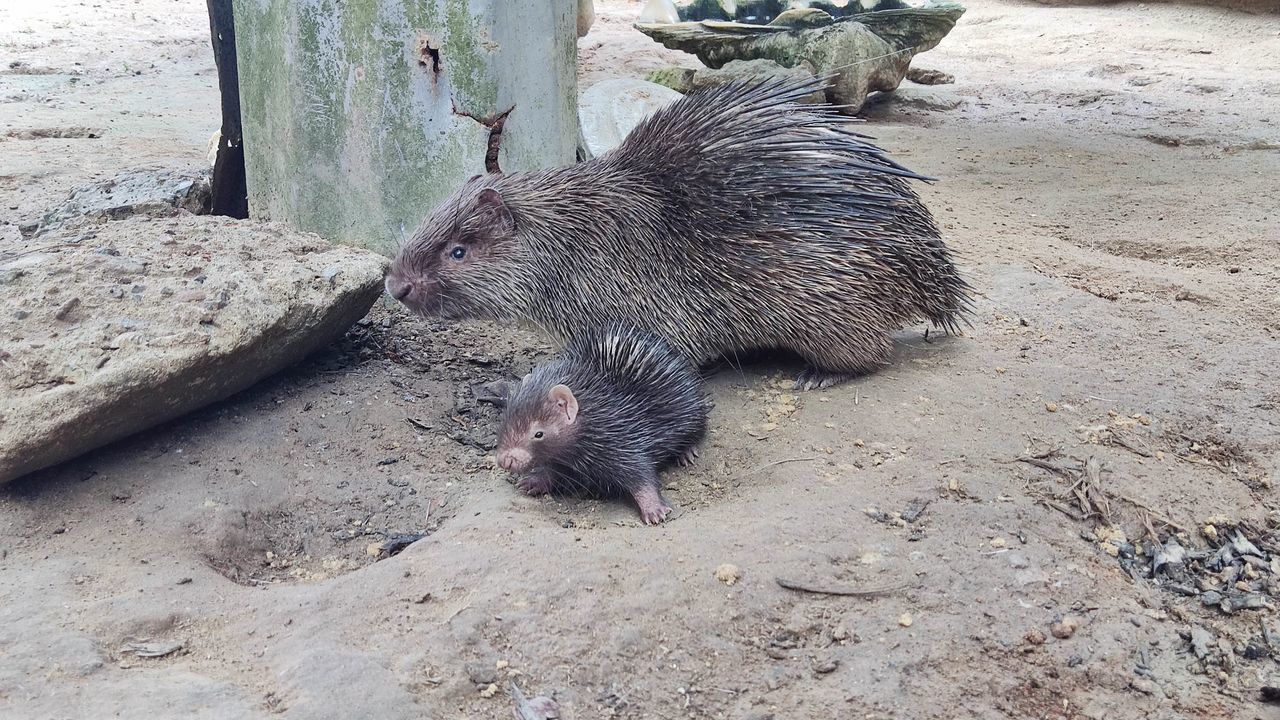 animal, animal themes, animal wildlife, mammal, wildlife, one animal, no people, zoo, nature, high angle view, land, day, outdoors, sand, rodent
