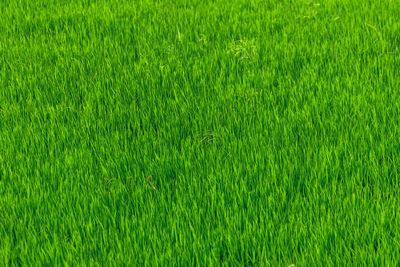 Full frame shot of fresh green field