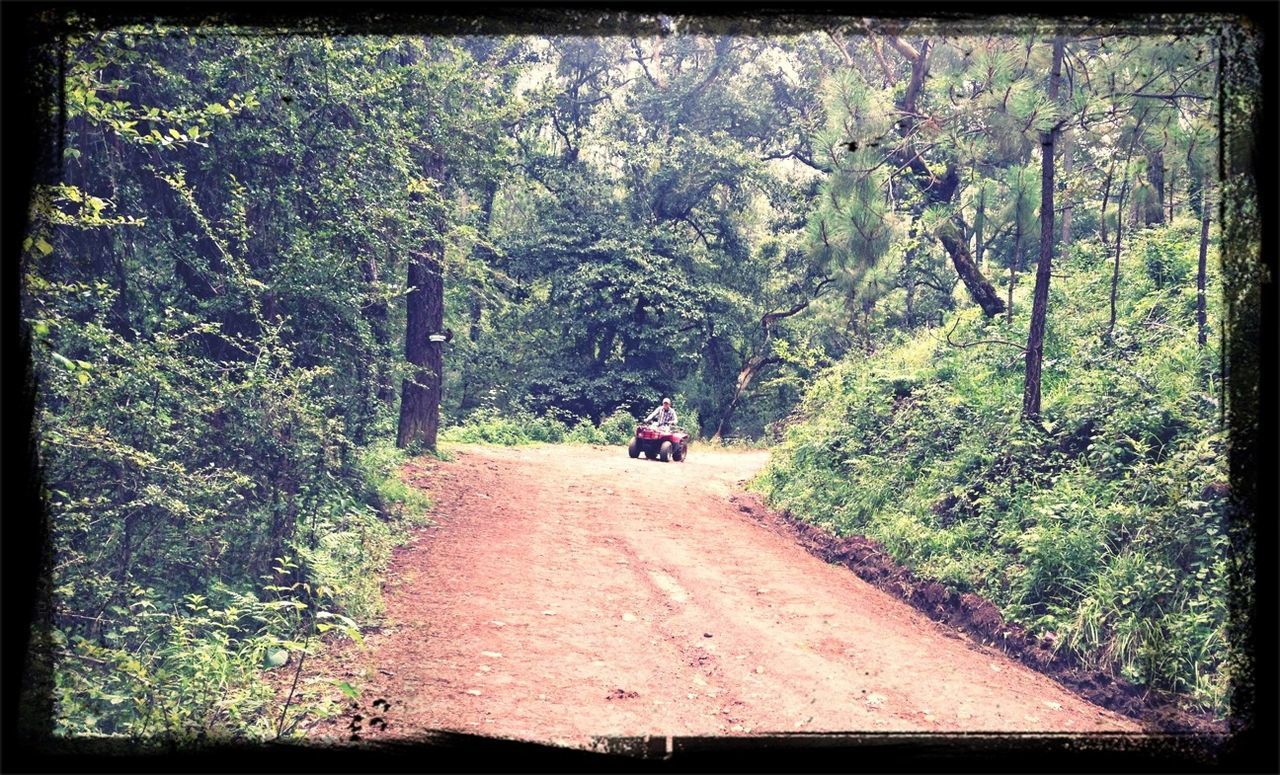 tree, the way forward, transportation, transfer print, growth, road, green color, auto post production filter, nature, walking, tranquility, footpath, dirt road, plant, rear view, diminishing perspective, tranquil scene, lush foliage, men