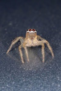 Close-up of spider