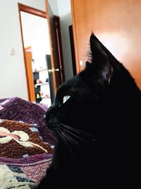 Close-up of cat looking away at home