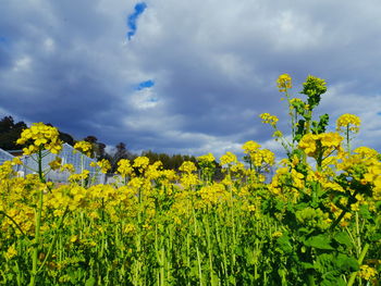 Yellow flowering plants on field against sky