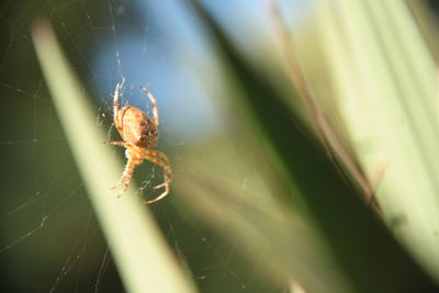 Spider with its web on a plant