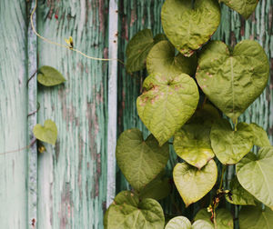 Close-up of leaves on plant