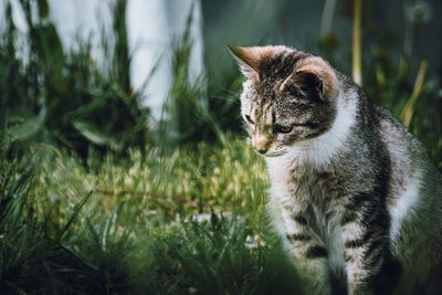 Cat looking away on field