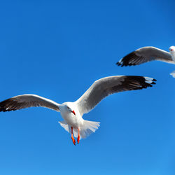 Low angle view of seagull flying in sky