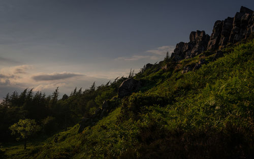 Low angle view of trees on mountain against sky