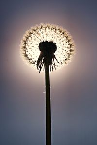 Close-up of dandelion flower against sky